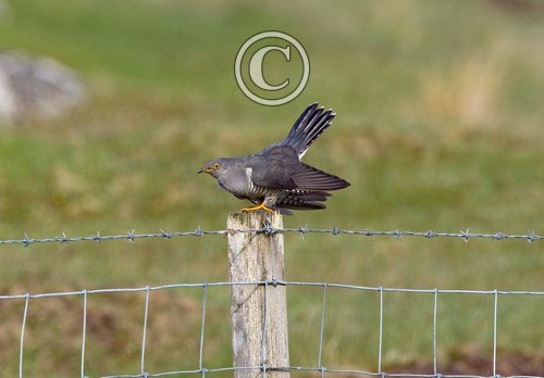 Cuckoo DM0835